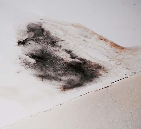 Mould on ceiling due to water damage, requiring professional removal and ceiling repairs.